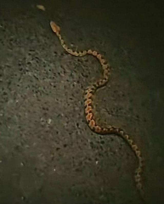 出现在5栋单元门外的蛇。视频截图