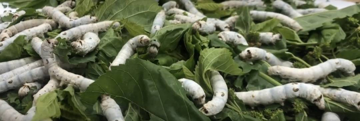 小孩带春蚕宝宝上地铁被拦官方回应来了