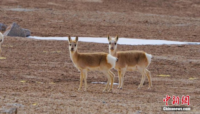 野生动物漫步祁连山国家公园哈拉湖边