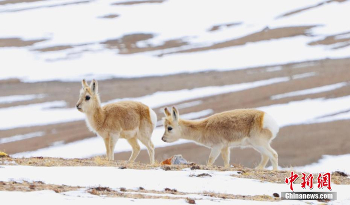 野生动物漫步祁连山国家公园哈拉湖边