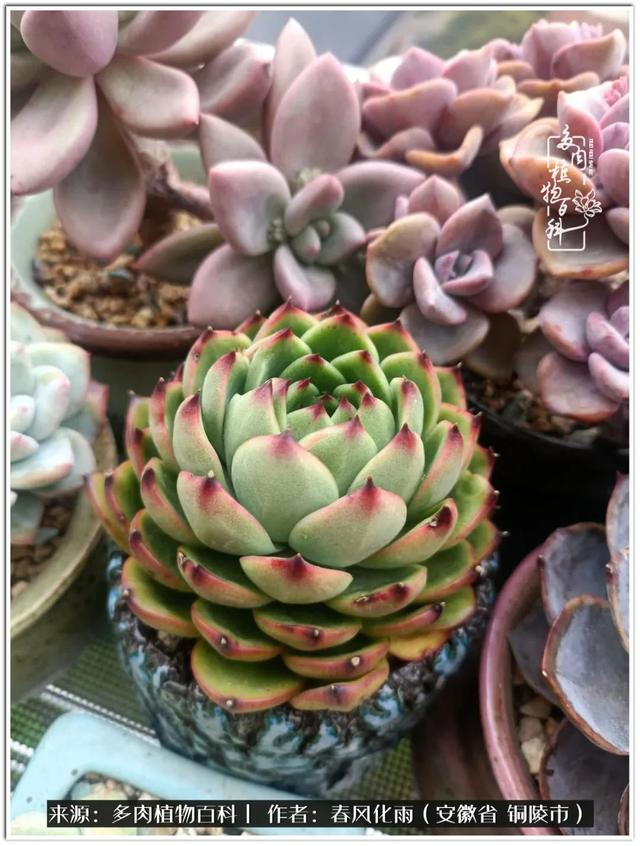 多肉大头照:独处亦有清欢事,未必人生尽相知(之二)|邮区|品种|乳突