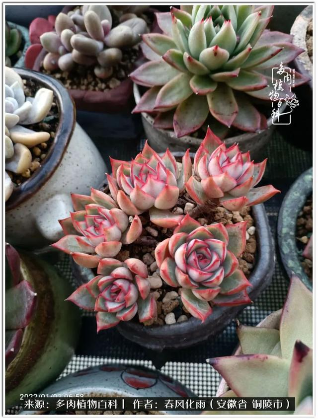 多肉大头照:独处亦有清欢事,未必人生尽相知(之二)|邮区|品种|乳突