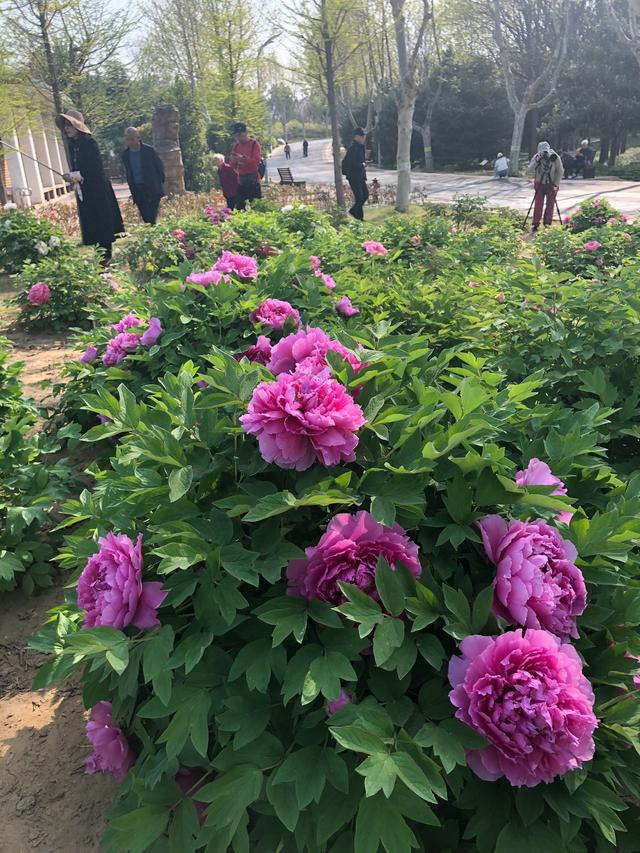本周末最宜赏牡丹来郑州这三处赏花胜地