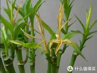 养好富贵竹的秘诀别摆在这2个地方一放准黄叶切勿忽视