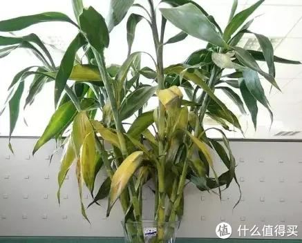 养好富贵竹的秘诀别摆在这2个地方一放准黄叶切勿忽视