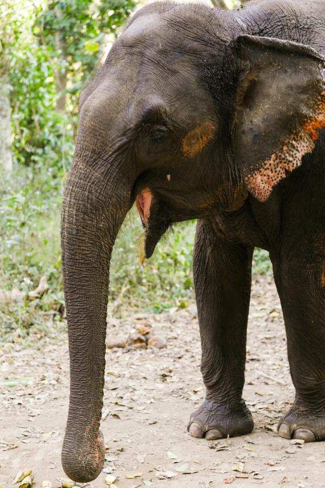 壁纸 大象 动物 640_959 竖版 竖屏 手机