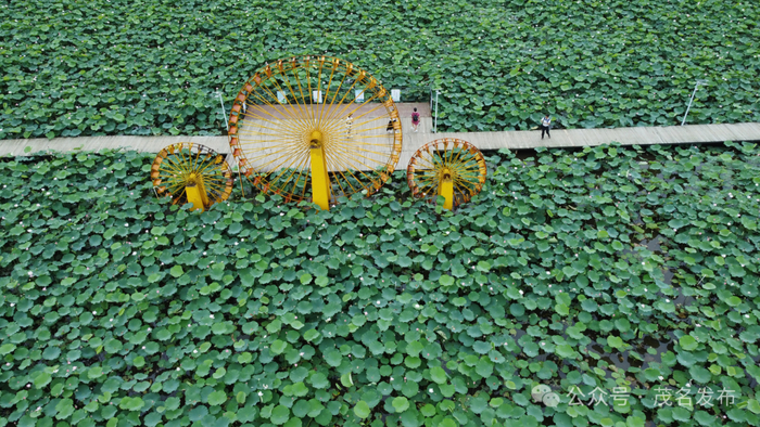 乡村美景荷塘湿地。
