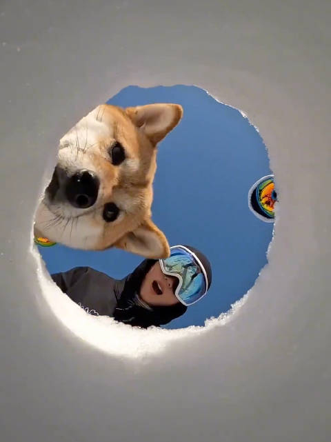 突然出现一颗小狗头