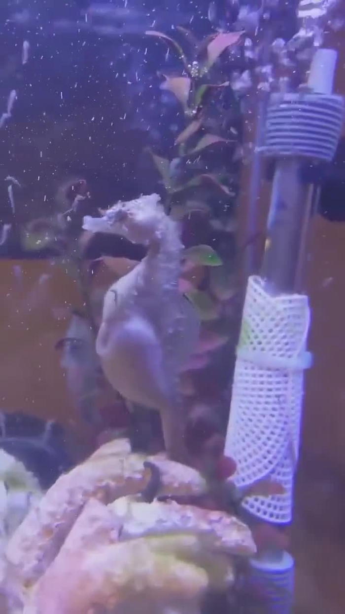 第一次看到海马生宝宝这好能生啊