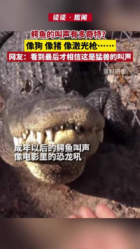 你听过鳄鱼叫吗像狗像猪像激光枪就是不像鳄鱼能发出来的声音