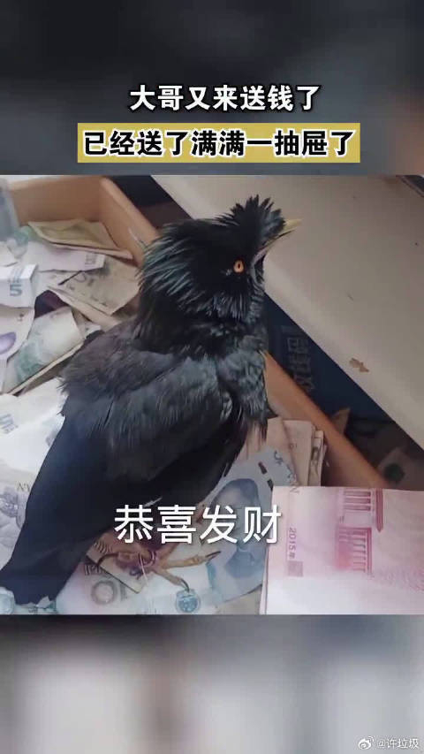 八哥每天往家里叼钱已经送了满满一抽屉
