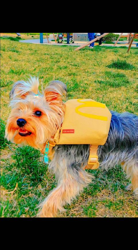 春暖花开狗子们也到了在公园休闲社交的美好时光