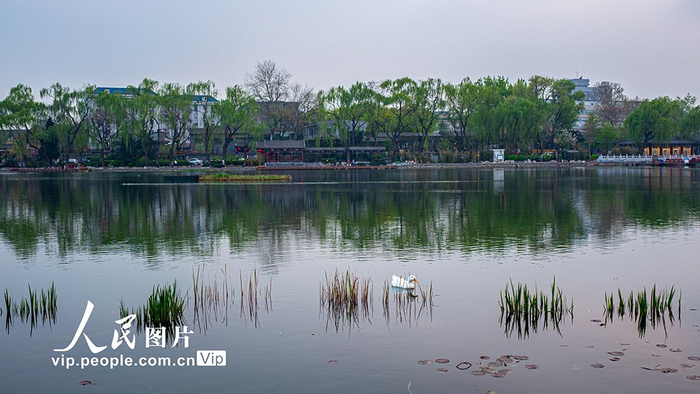 2024年4月10日,市民在北京西海湿地公园休闲漫步.