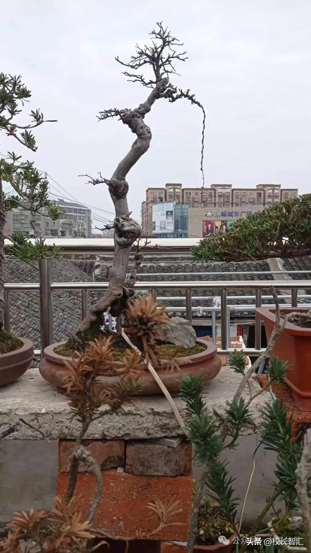 费达泉盆景艺术:一窥自然之韵,品味生活之美67!|宁静_新浪新闻