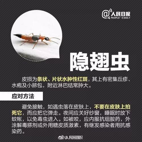 臭屁虫尿液灼伤图片图片