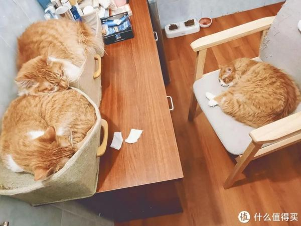 为什么有时猫咪喜欢躲起来然后突然出现吓你一跳