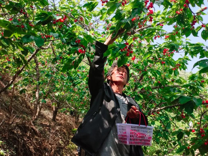 游客正在采摘樱桃(来源:微信公众号"威宁融媒")赫章县野马川镇赫章的