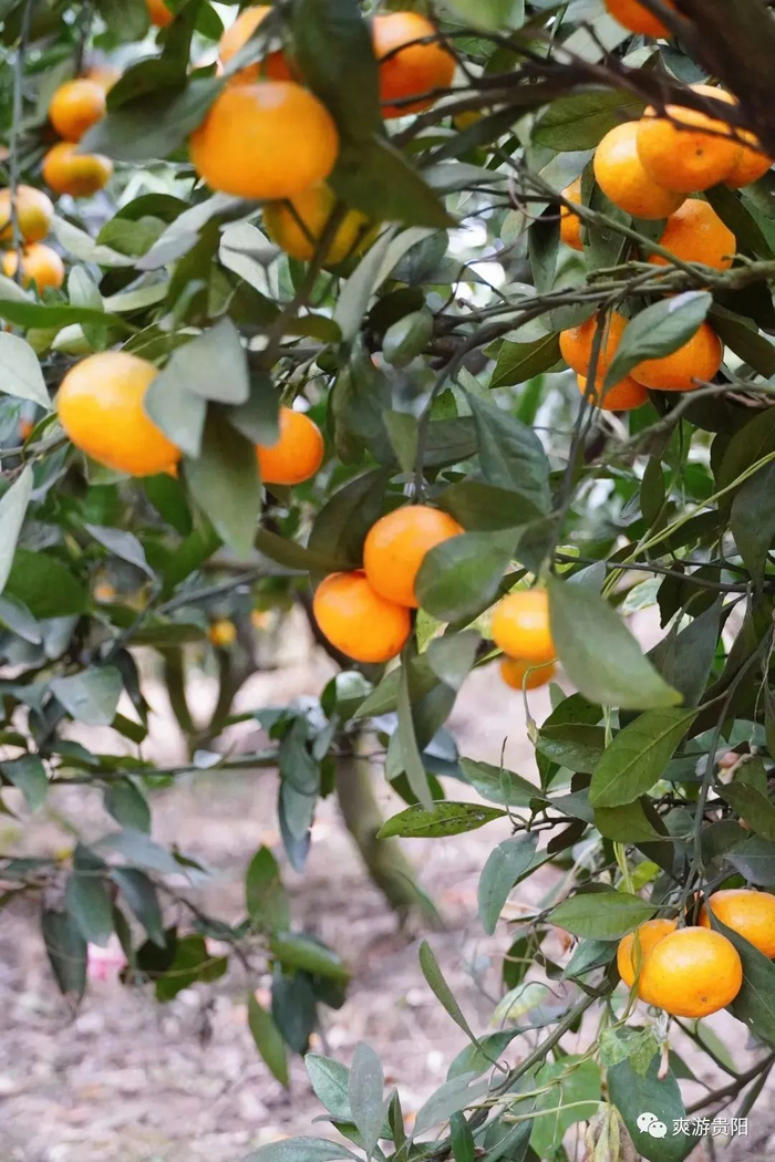 桔子采摘地推荐:三江农场秋天,桔子是贵阳人的最爱,小小个子金灿灿