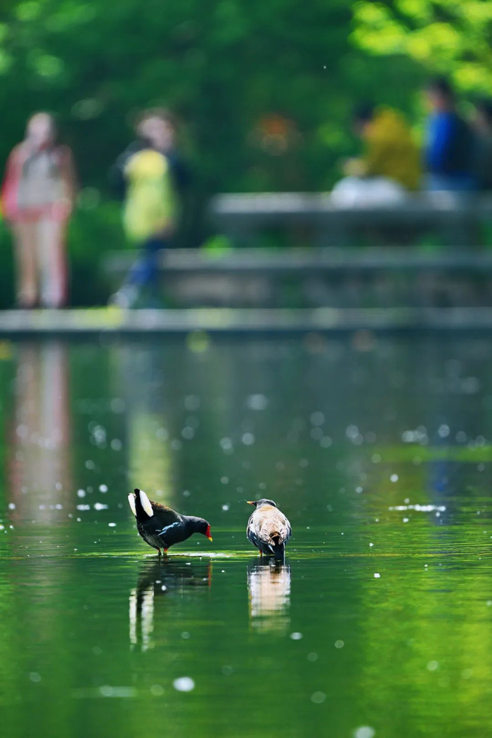 影响全市自南而北转雨,整体说来这一次过程没有13到14日的强,但是淳安