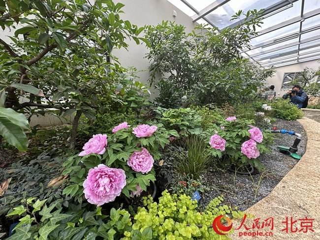 景山公园牡丹文化节开幕两万余株牡丹陆续亮相