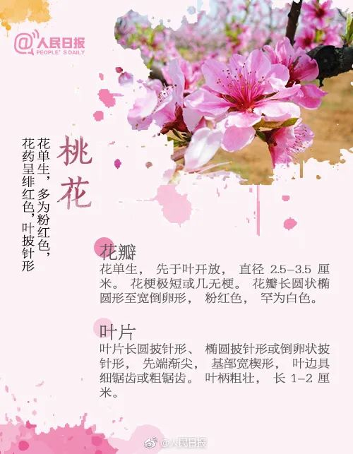 识花宝典来了快来考考你家孩子67