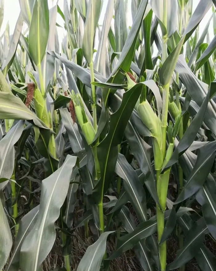 玉米品种布局方面,指导意见对陕北渭北春播区,关中夏播区,陕南地区的