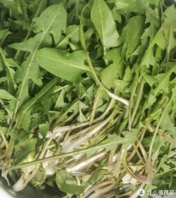 春季野菜婆婆丁!|大自然|婆婆丁|野菜_新浪新闻