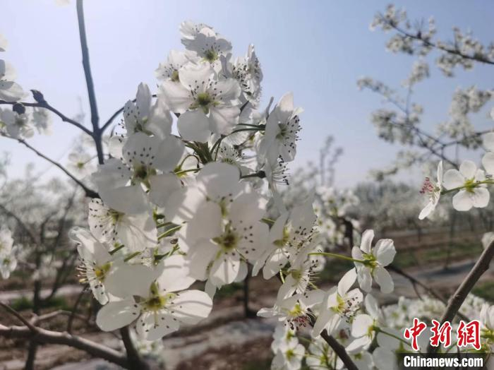 乡村行看振兴千亩梨花飘香山西乡村绘就生态旅游好丰景