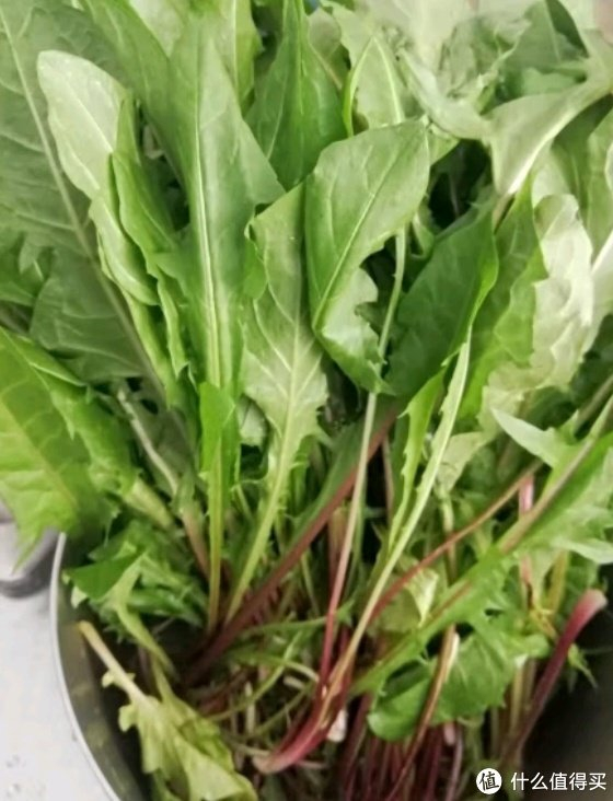春季野菜婆婆丁!