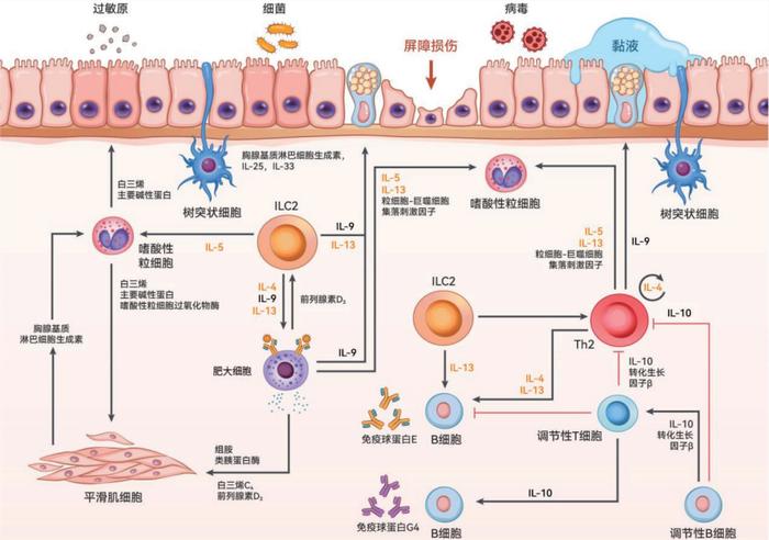 新近综述解读:气道2型炎症性疾病是一种多器官,全身性疾病