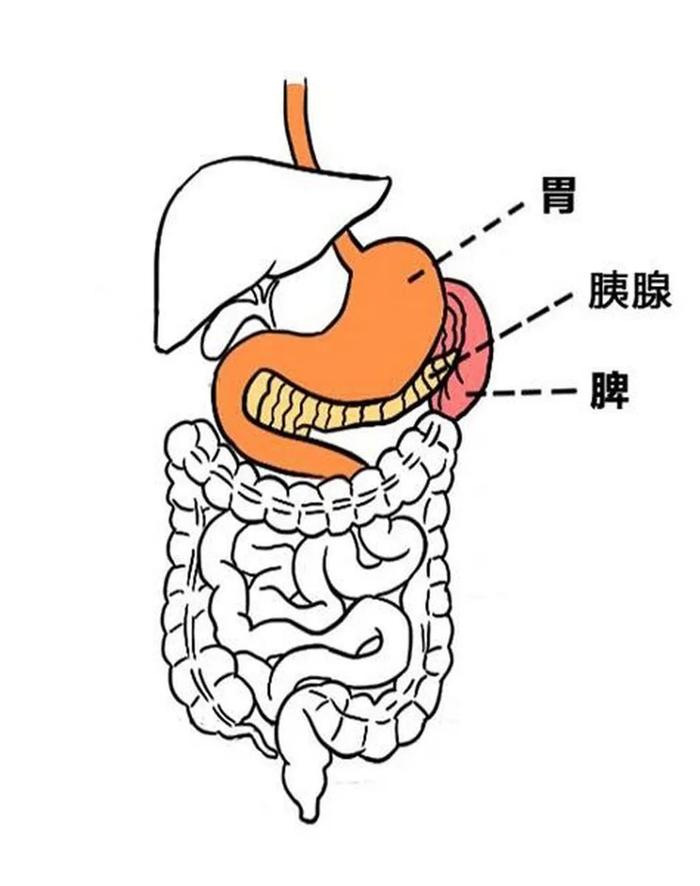 脾脏是人体重要的淋巴器官,位于膈下,被周围的骨骼保护,所以脾肿瘤的