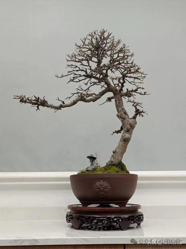费达泉盆景艺术:一窥自然之韵,品味生活之美67!|宁静_新浪新闻