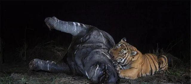 老虎能单杀成年犀牛吗?|奇旺|印度犀|犀牛_新浪新闻