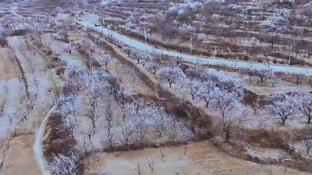 小鹿发布河北石家庄鹿泉区梁庄村杏花满枝远山如黛石家庄鹿泉梁庄村坡