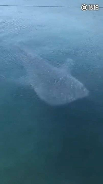 驱霉鲸带走一切不好运赞起来