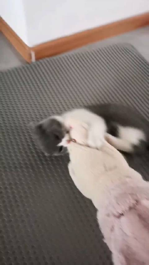 猫把自己蹬飞了