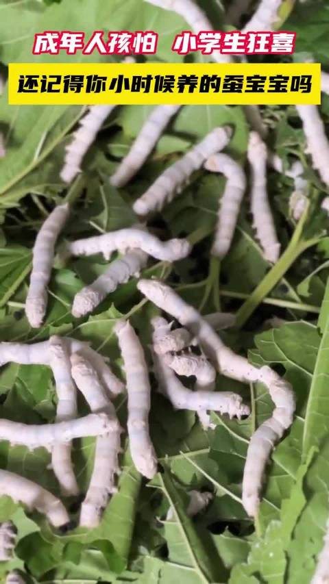 还记得你小时候养过的蚕宝宝吗记者小姐姐看到差点吓哭了