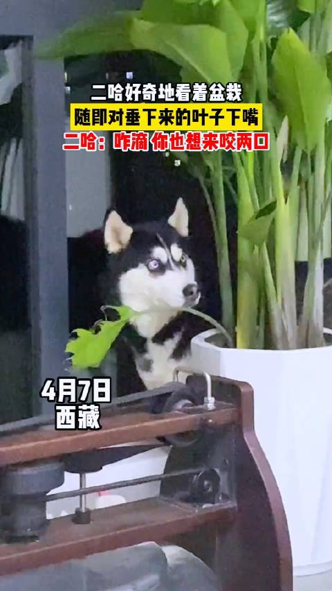 确认过眼神遇上纯的二哈