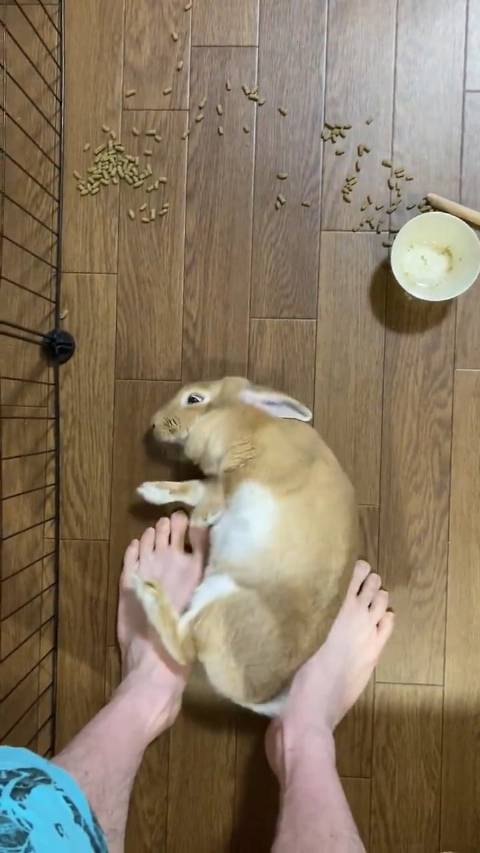 当看到铲屎官来自己窝里玩时的兔子的反应