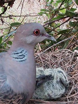 近距离观察斑鸠回巢喂食2只呼呼待食的幼斑鸠