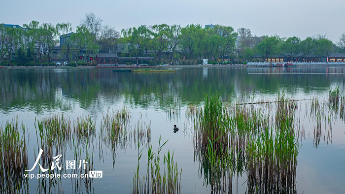 北京:城市湿地公园乐享春光