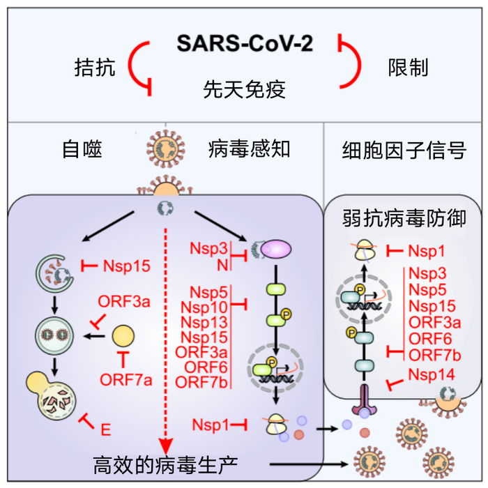 重症高危人群抗新冠病毒治疗要尽早