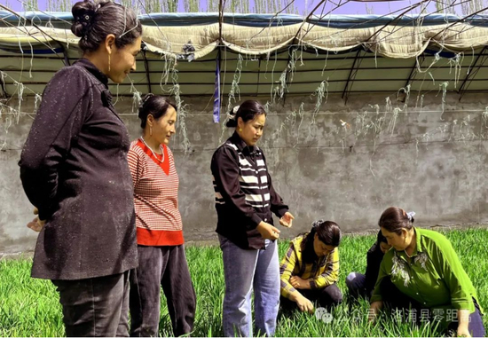 新疆洛浦小韭菜作成村民致富大文章