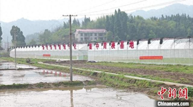 新化县上渡街道天竺村智能化集中育秧基地。曾湘涛 摄