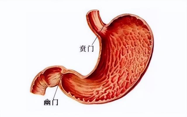 幽门和贲门的位置图图片