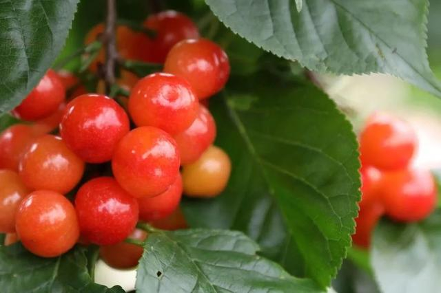 min甜成都第一批恩桃儿熟了