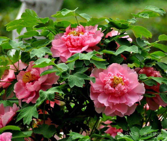泰安岱庙牡丹花开 姹紫嫣红静待君来|岱庙|牡丹花|泰安_新浪新闻
