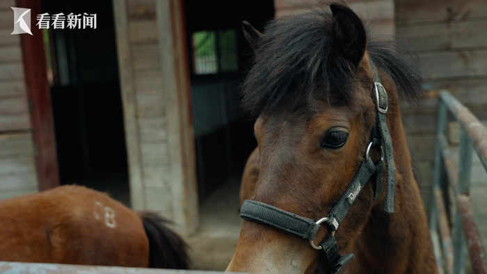 广西德保 "小矮马"如何带动"大产业"?|广西_新浪新闻