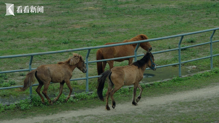 广西德保 "小矮马"如何带动"大产业"?|广西_新浪新闻
