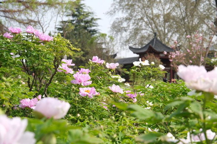 牡丹花动洛阳城|国家牡丹园|牡丹|洛阳_新浪新闻